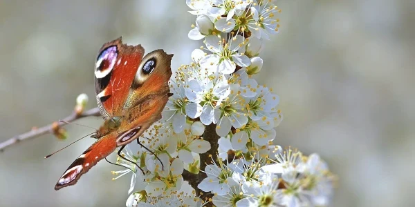 Schmetterling auf einer Schlehdorn-Blüte