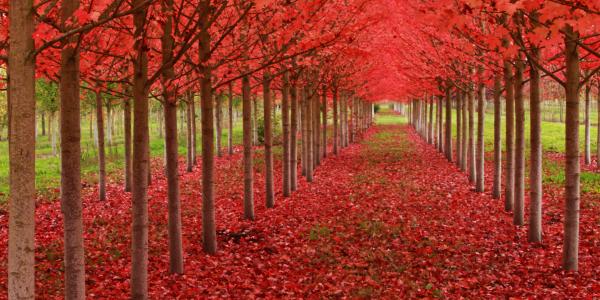 Ein Herbst wird kommen