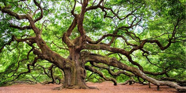 Angel Oak